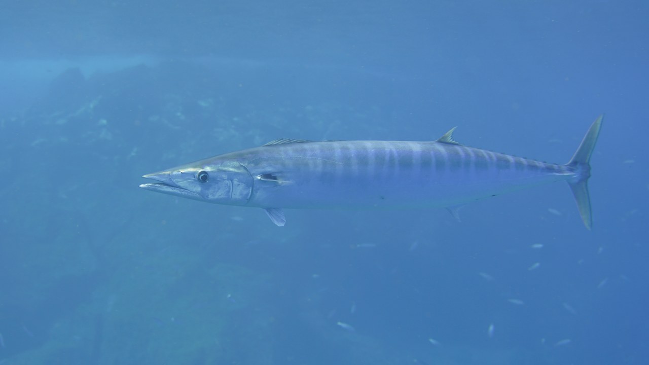 Wahoo — Image Credit: Bommerer - CC BY 4.0/Wiki Commons