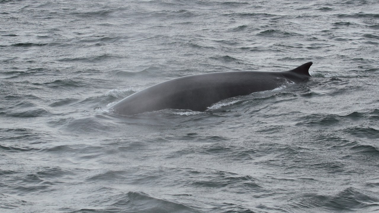 Fin whale — Image Credit: Cephas - CC BY-SA 3.0/Wiki Commons