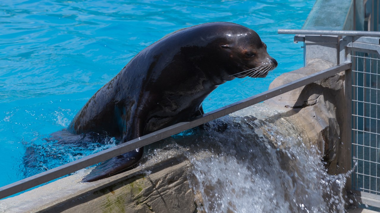 California sea lion — Image Credit: Wiki Commons - CC BY-SA 4.0/Wiki Commons
