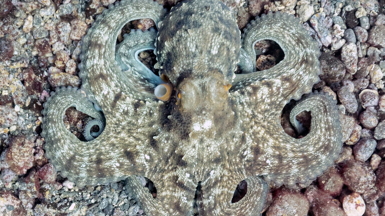 Common octopus — Image Credit: Diego Delso - CC BY-SA 4.0/Wiki Commons