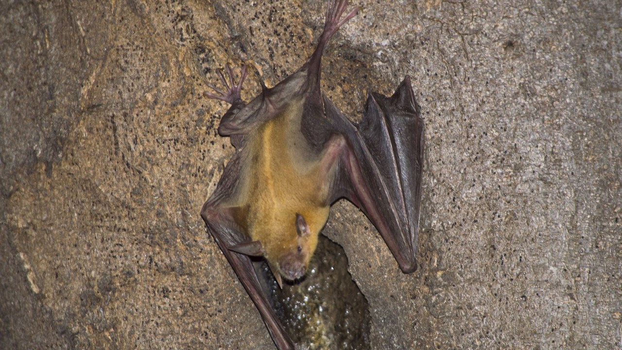 Greater bulldog bat — Image Credit: E Santos Ortega - CC BY 4.0/Wiki Commons