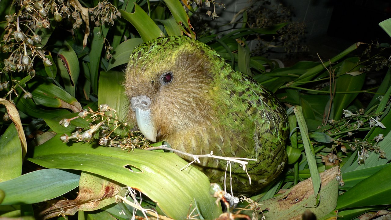 Kakapo — Image Credit: Department of Conservation - CC BY 2.0/Wiki Commons