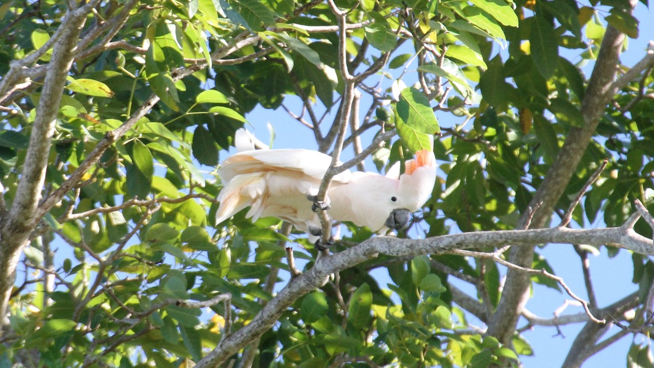 Moluccan cockatoo — Image Credit: Bjoertvedt - CC BY-SA 4.0/Wiki Commons