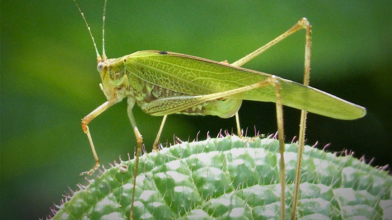 Katydid — Image Credit: gailhampshire from Cradley, Malvern, U.K - CC BY 2.0/Wiki Commons