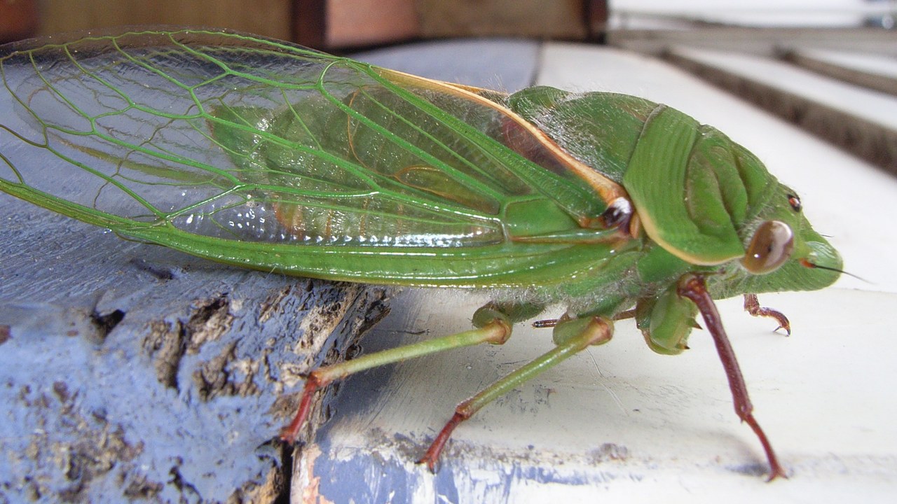 Green grocer cicada — Image Credit: Trudyro at en.wikipedia - CC BY 3.0/Wiki Commons
