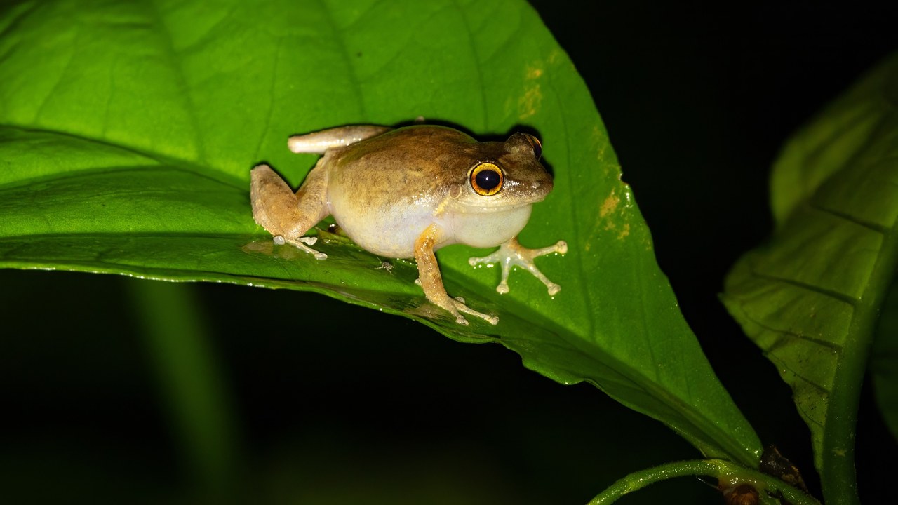 Common coqui — Image Credit: Thibaud Aronson - CC BY-SA 4.0/Wiki Commons