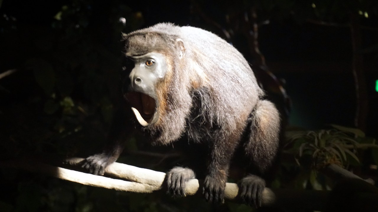 Howler monkey — Image Credit: Michael Barera - CC BY-SA 4.0/Wiki Commons