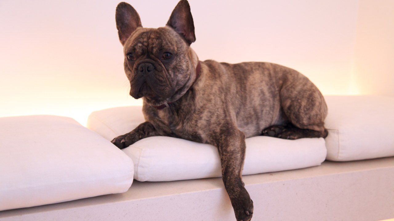 French Bulldog — Image Credit: Nicolas de Camaret - CC BY 2.0/Wiki Commons