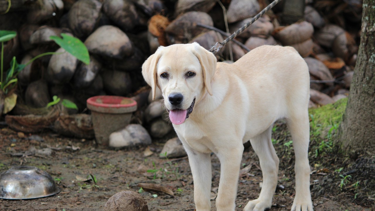 Labrador Retriever — Image Credit: Sivahari - CC BY-SA 4.0/Wiki Commons