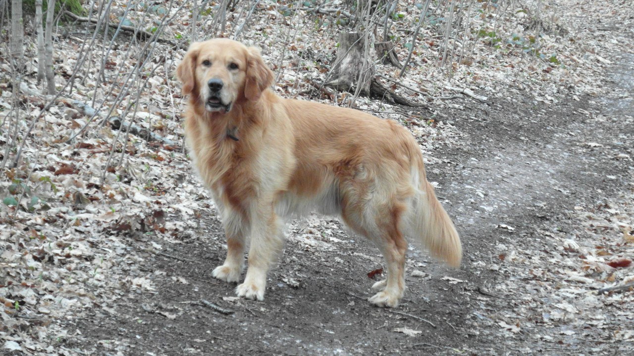 Golden Retriever — Image Credit: Barras - CC BY 3.0/Wiki Commons