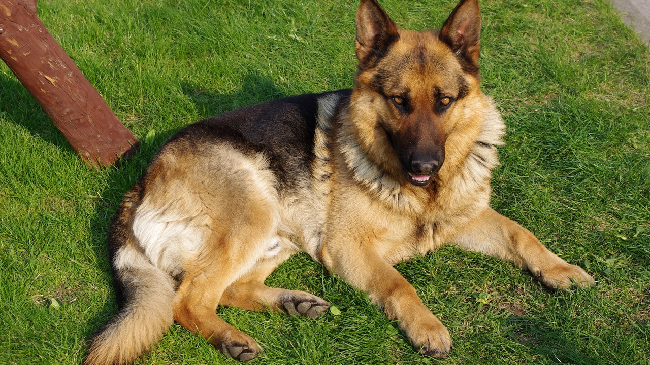 German Shepherd Dog — Image Credit: Jakub Hałun - CC BY-SA 4.0/Wiki Commons