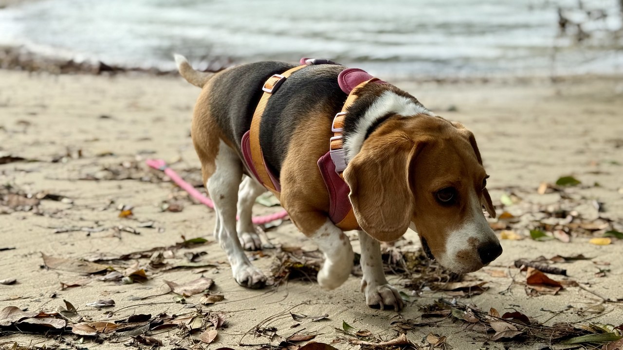 Beagle — Image Credit: Slyronit - CC BY-SA 4.0/Wiki Commons