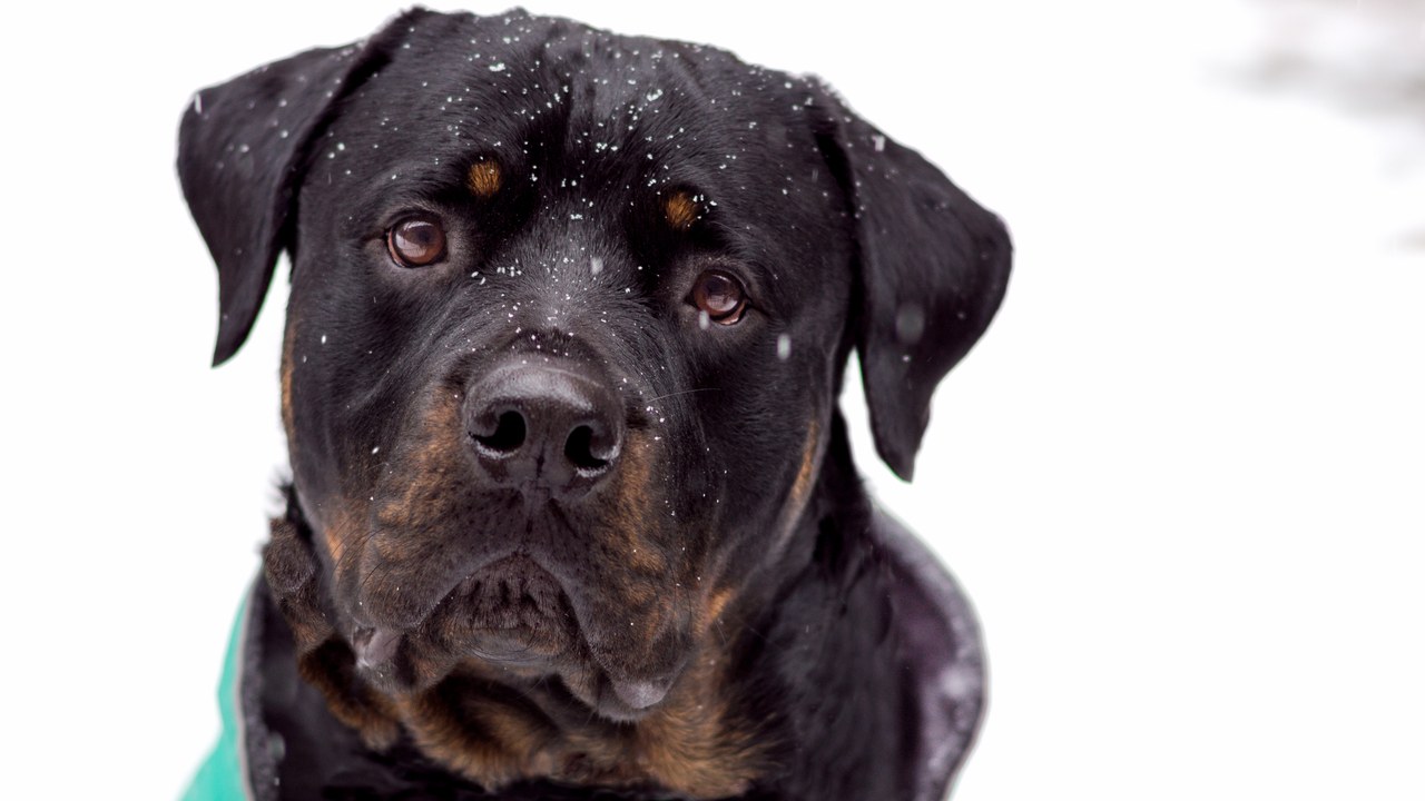 Rottweiler — Image Credit: Dmileson - CC BY-SA 4.0/Wiki Commons
