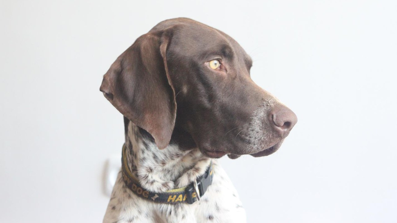 German Shorthaired Pointer — Image Credit: Orihesh - CC BY-SA 4.0/Wiki Commons