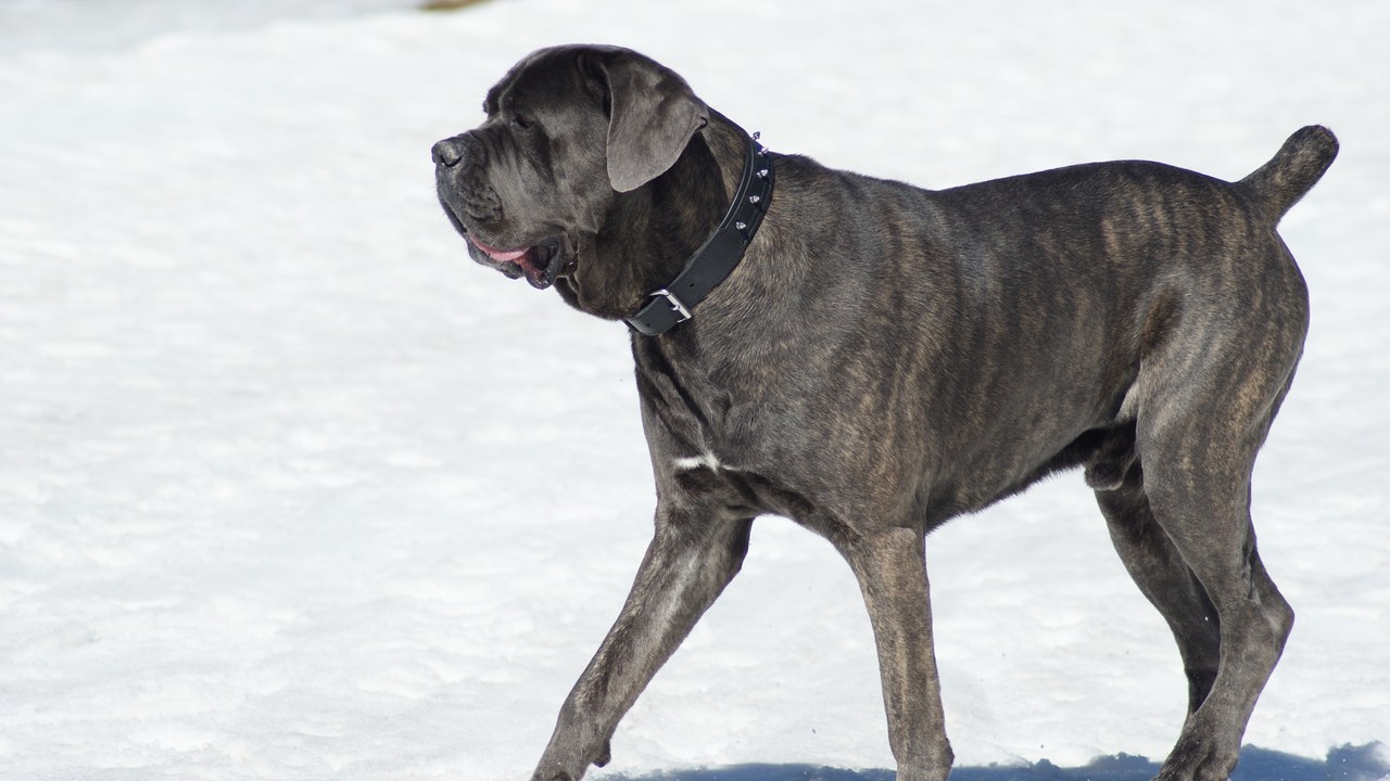 Cane Corso — Image Credit: Willy1504 - CC BY-SA 4.0/Wiki Commons