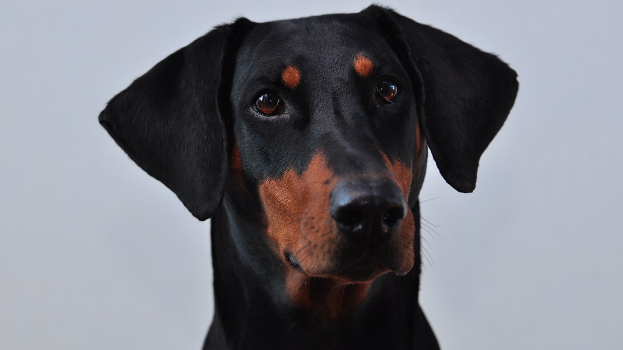 Doberman Pinscher — Image Credit: Jack Berry - CC BY 2.0/Wiki Commons