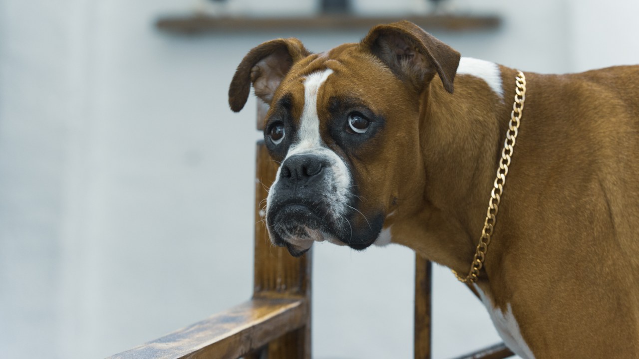 Boxer — Image Credit: Mostafameraji - CC0/Wiki Commons