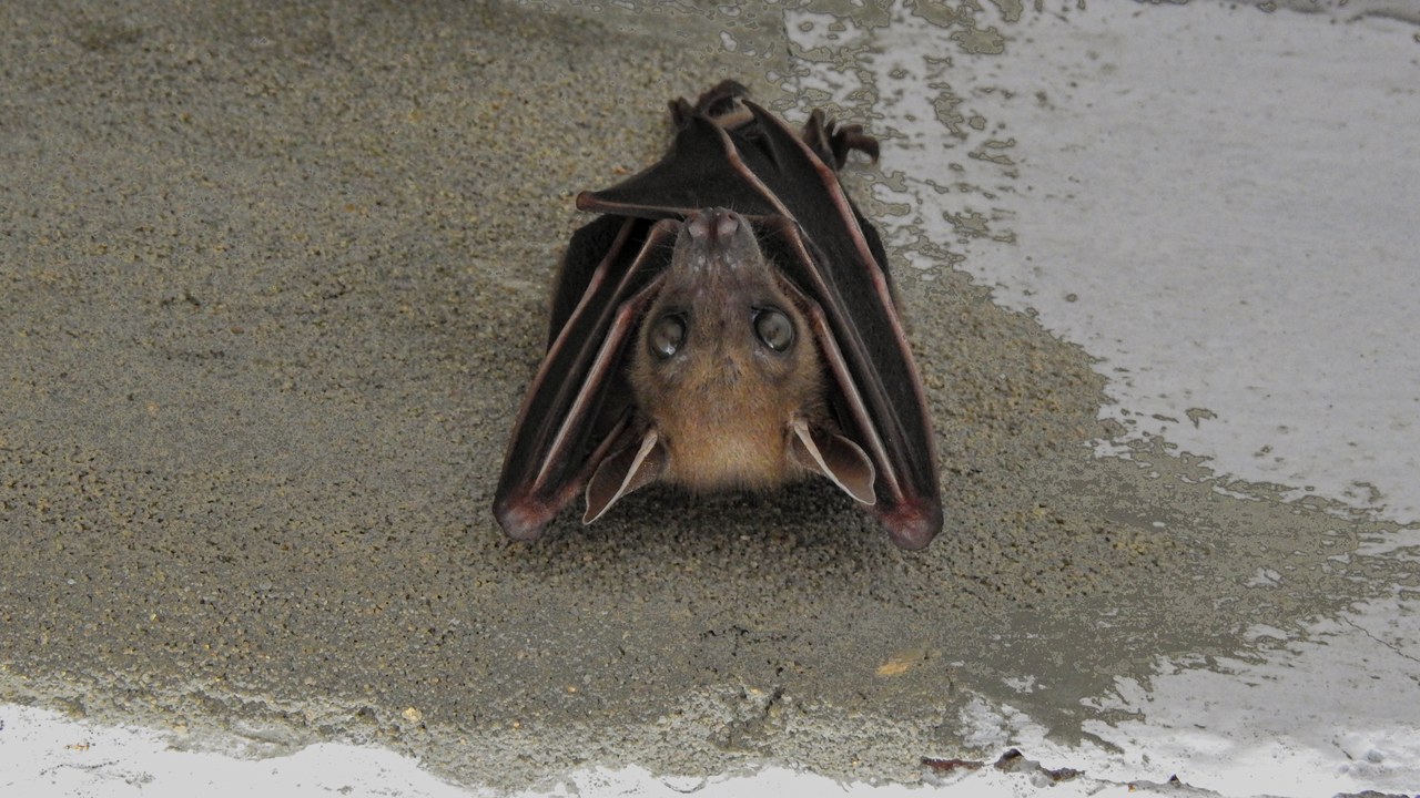 Bat — Image Credit: Paramanu Sarkar - CC BY-SA 4.0/Wiki Commons