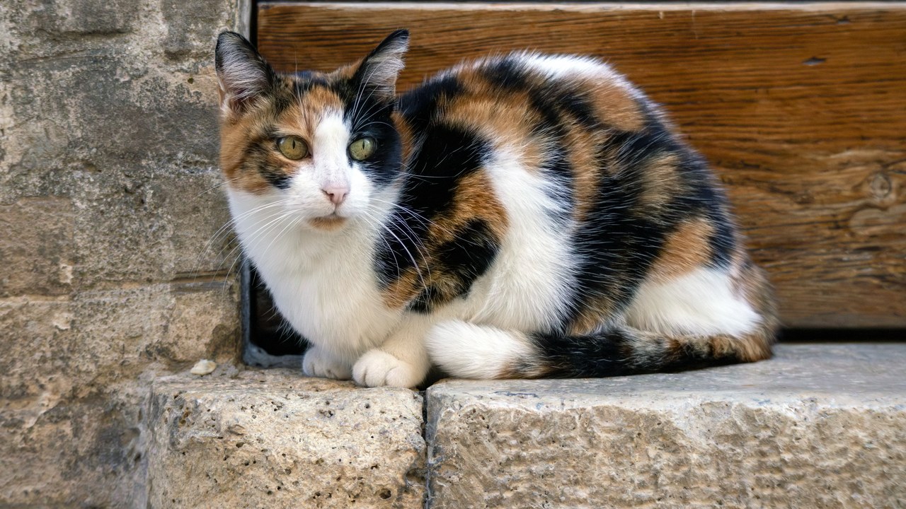 Cat — Image Credit: Terragio67 - CC BY-SA 4.0/Wiki Commons