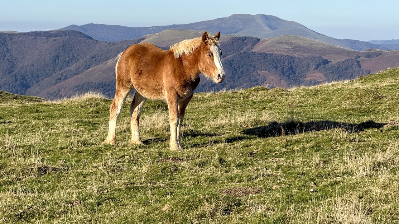 Horse — Image Credit: Hayden Soloviev - CC BY 4.0/Wiki Commons