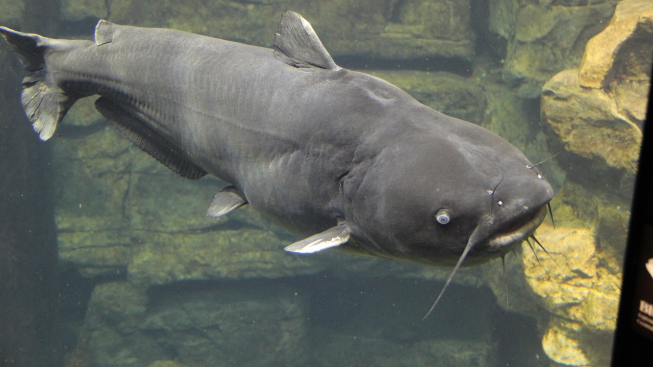 Blue catfish — Image Credit: Thomsonmg2000 - CC0/Wiki Commons