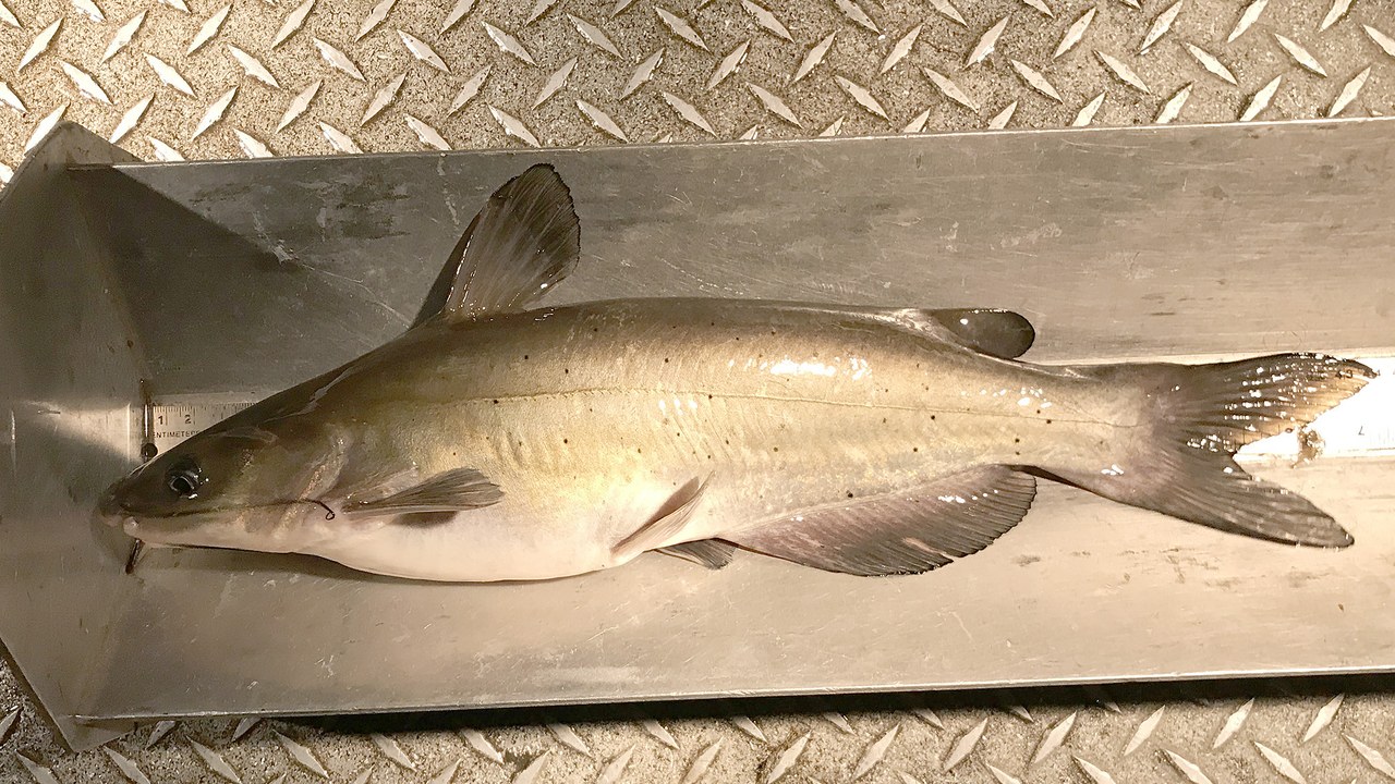 Channel catfish — Image Credit: Oregon Department of Fish & Wildlife - CC BY-SA 2.0/Wiki Commons