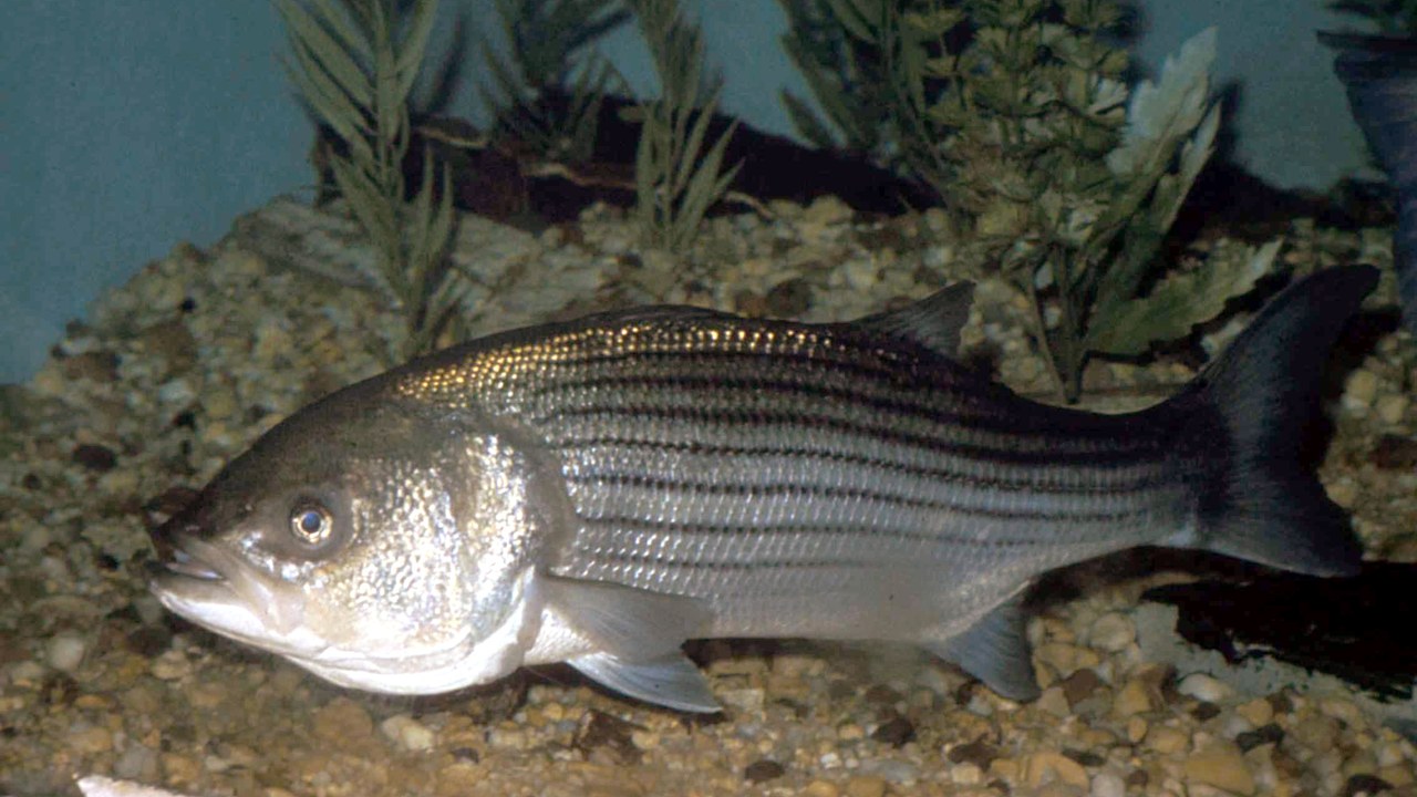 Striped bass — Image Credit: U.S. Fish and Wildlife Service - Public domain/Wiki Commons