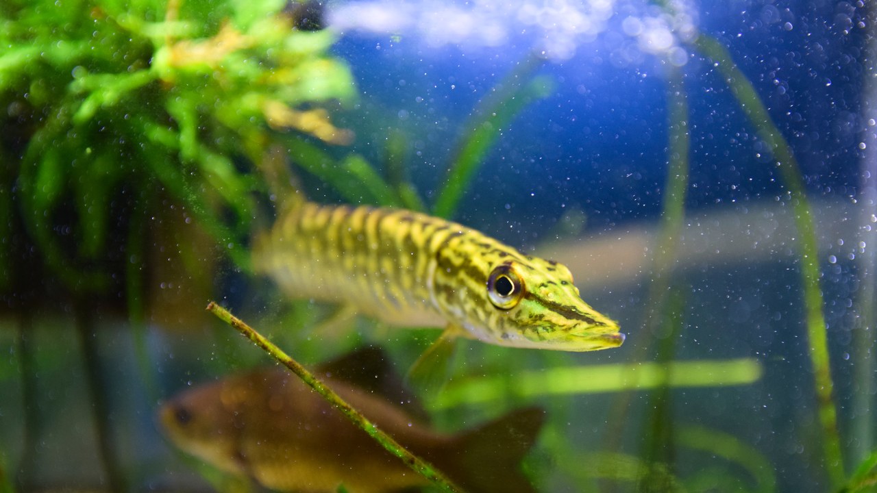 Northern pike — Image Credit: Raita Futo from Tokyo, Japan - CC BY 2.0/Wiki Commons