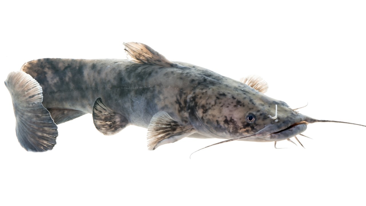Flathead catfish — Image Credit: USFWS Mountain-Prairie - Public domain/Wiki Commons