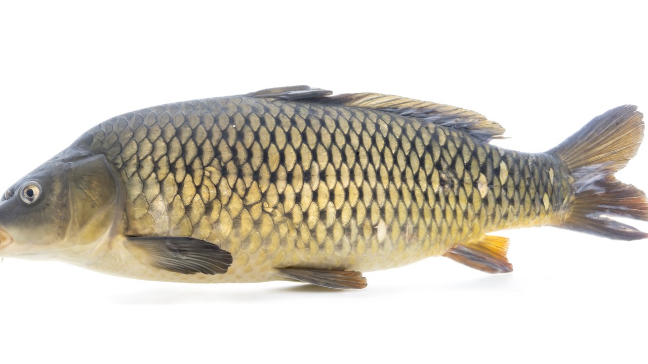 Common carp — Image Credit: USFWS Mountain Prairie - Public domain/Wiki Commons