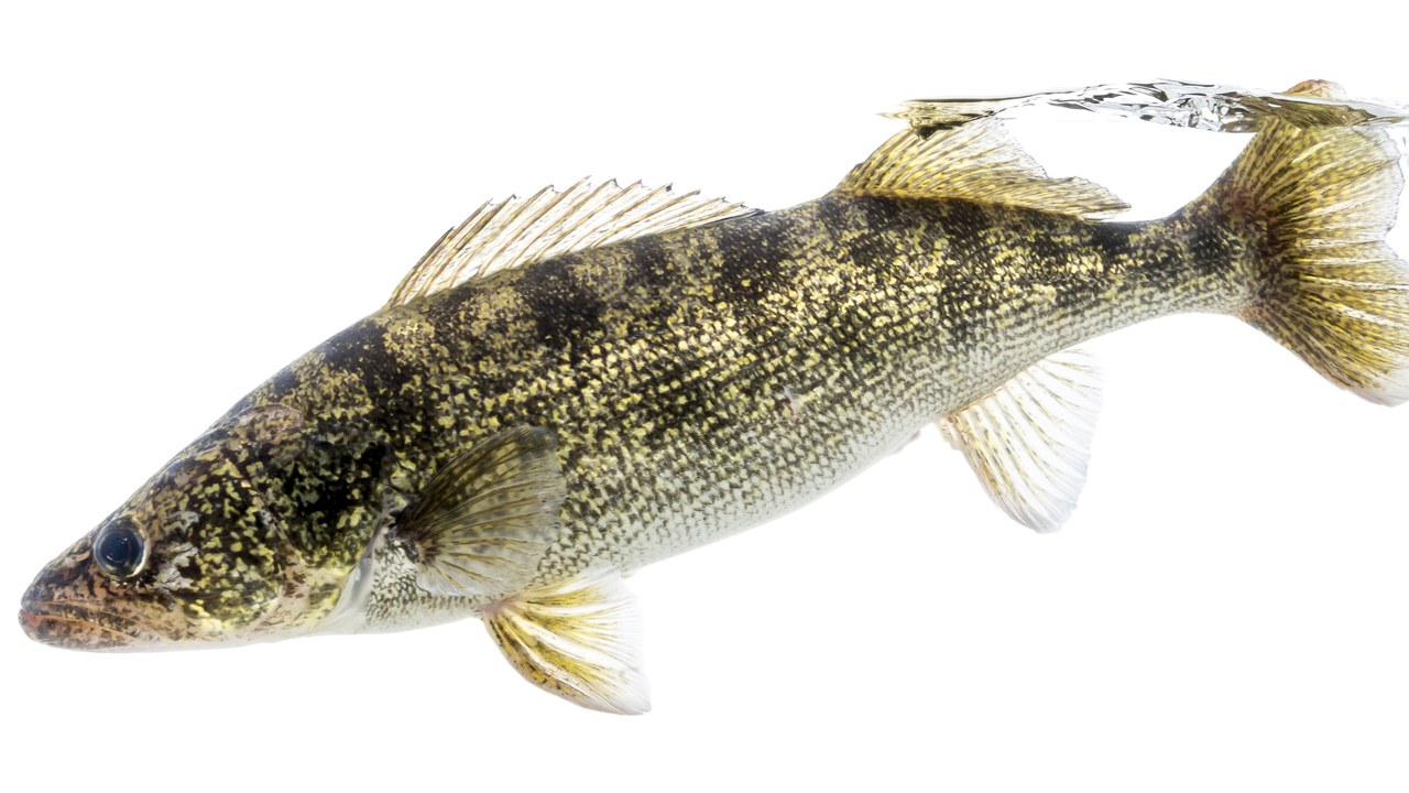 Walleye — Image Credit: USFWS Mountain Prairie - Public domain/Wiki Commons
