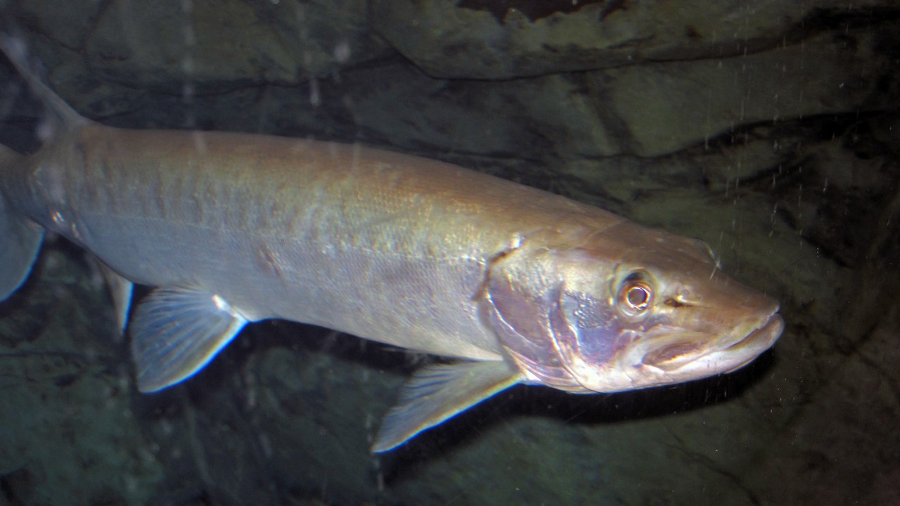Muskellunge — Image Credit: James St. John - CC BY 2.0/Wiki Commons