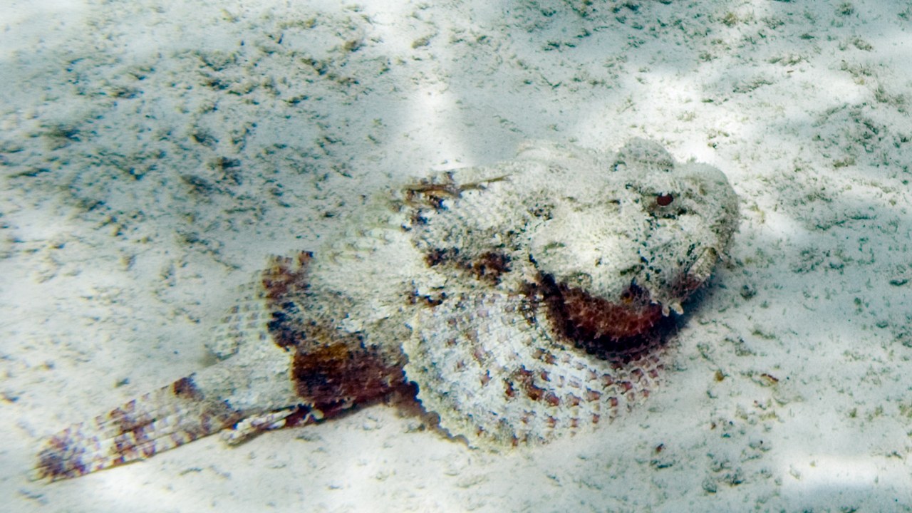 Scorpionfish — Image Credit: Paul Asman and Jill Lenoble - CC BY 2.0/Wiki Commons