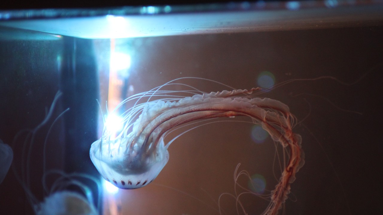 Sea nettle — Image Credit: Eonn44 - CC BY-SA 4.0/Wiki Commons