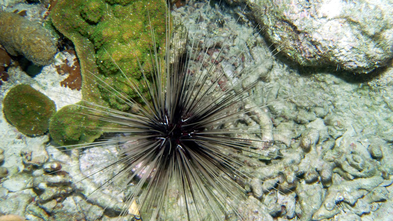 Long-spined sea urchin — Image Credit: Greg Grimes - CC BY-SA 2.0/Wiki Commons
