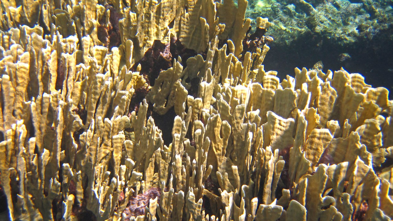 Fire coral — Image Credit: James St. John - CC BY 2.0/Wiki Commons