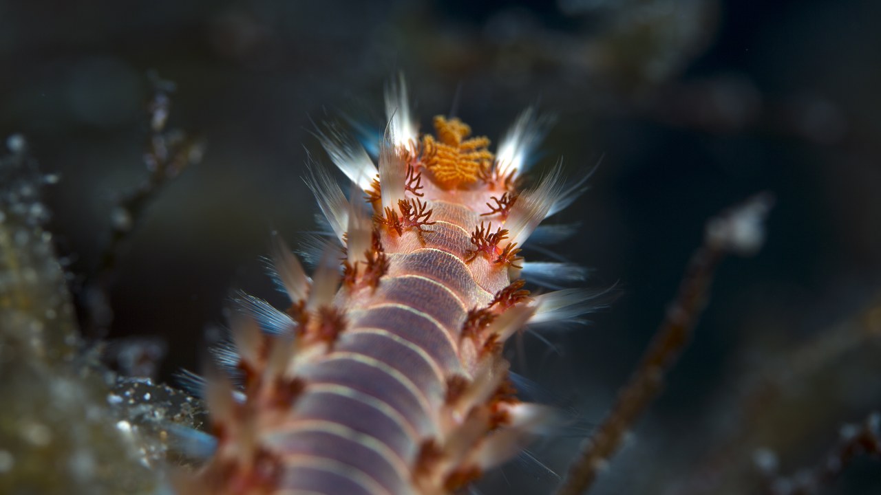 Bearded fireworm — Image Credit: prilfish - CC BY 2.0/Wiki Commons