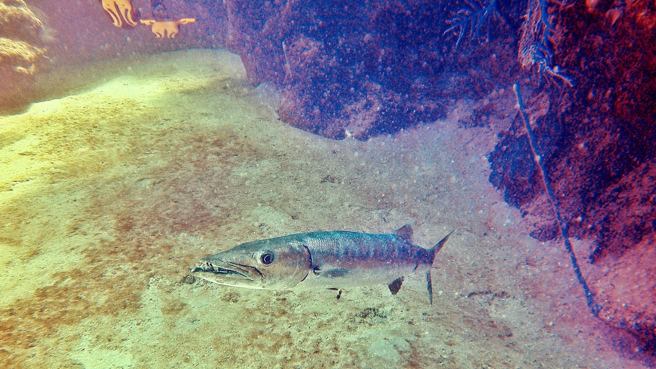 Great barracuda — Image Credit: Nicholas Lindell Reynolds - CC BY-SA 4.0/Wiki Commons