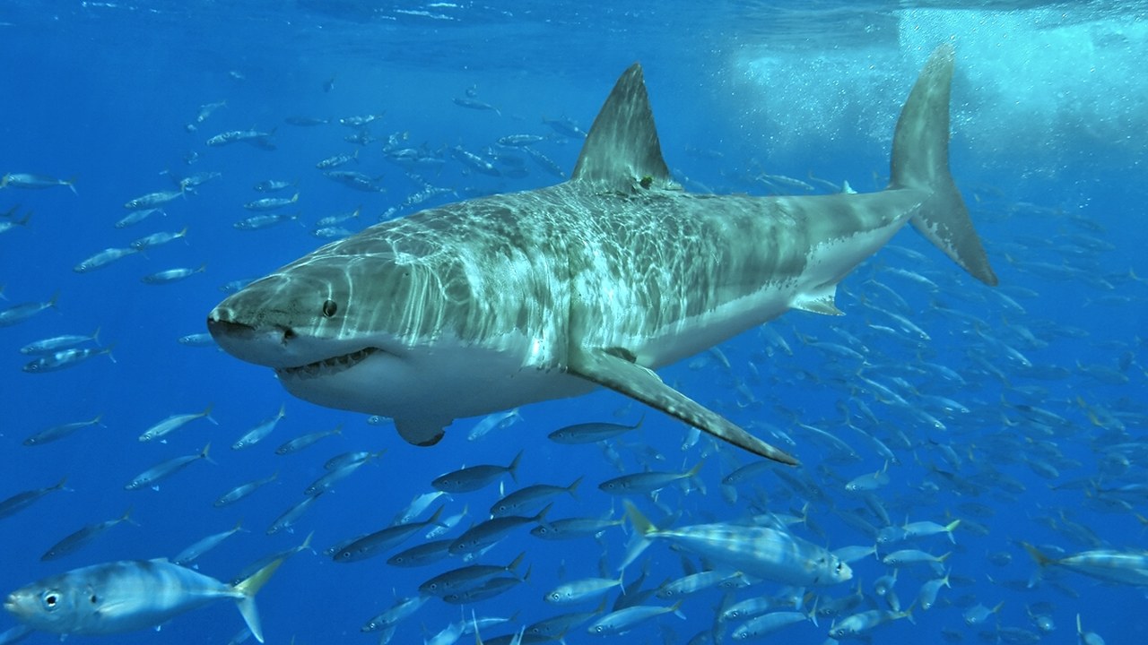 Great white shark — Image Credit: Pterantula (Terry Goss) at en.wikipedia - CC BY 2.5/Wiki Commons
