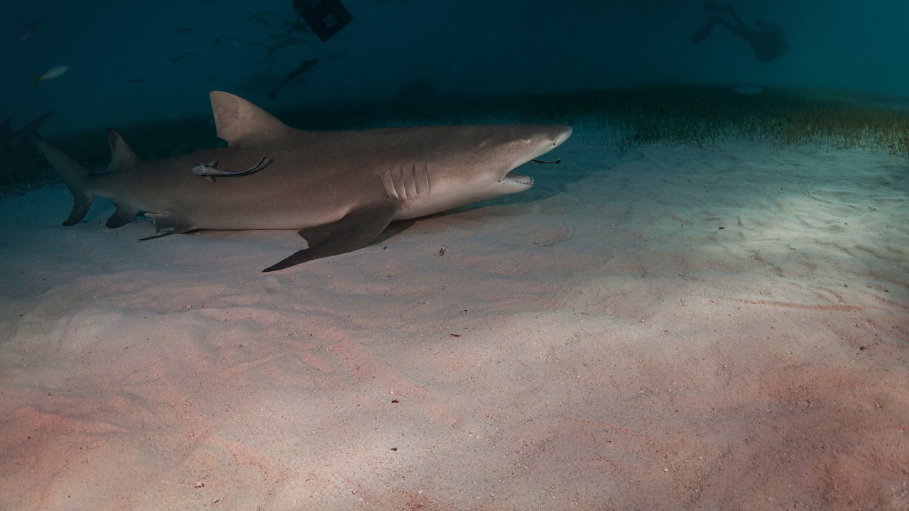 Lemon shark — Image Credit: GregAmptman - CC BY 4.0/Wiki Commons