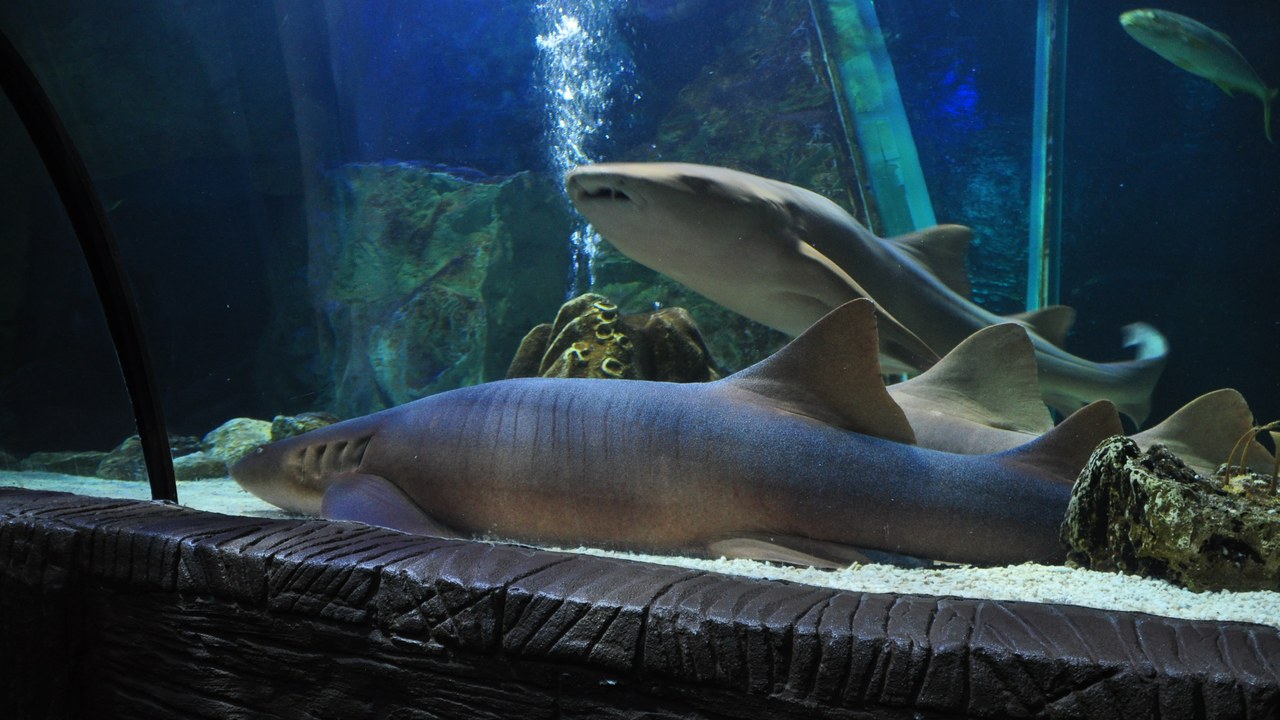 Nurse shark — Image Credit: Nilfanion - CC BY-SA 4.0/Wiki Commons