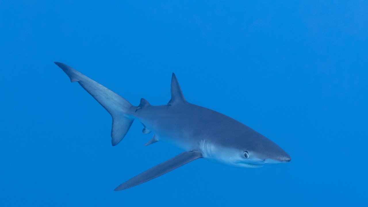 Blue shark — Image Credit: Diego Delso - CC BY-SA 4.0/Wiki Commons