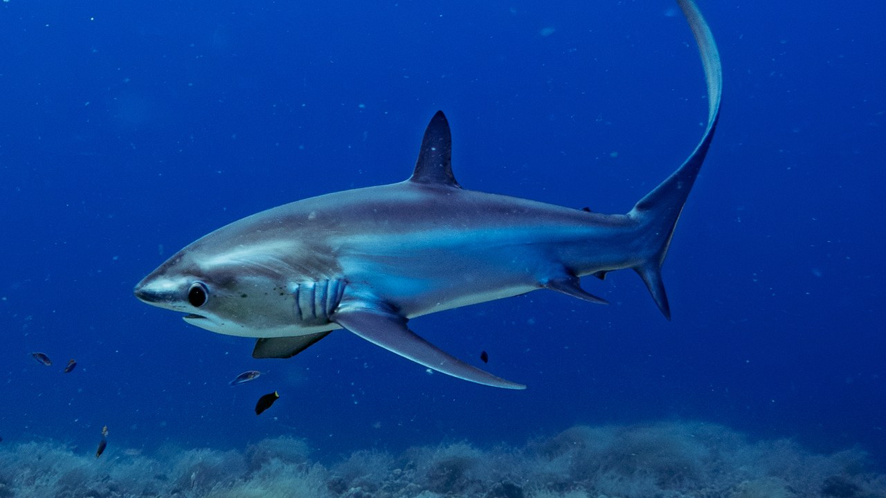 Thresher shark — Image Credit: Pierre Pericard - CC BY 4.0/Wiki Commons
