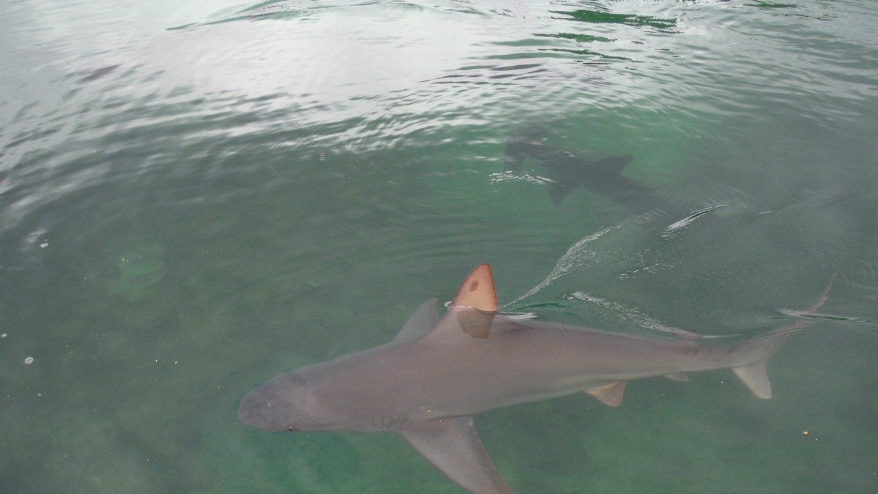 Sandbar shark — Image Credit: Narrissa Spies - CC BY-SA 4.0/Wiki Commons