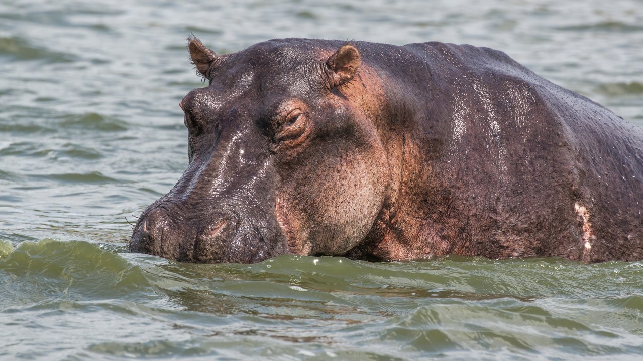 Hippopotamus — Image Credit: Charles J. Sharp - CC BY-SA 4.0/Wiki Commons