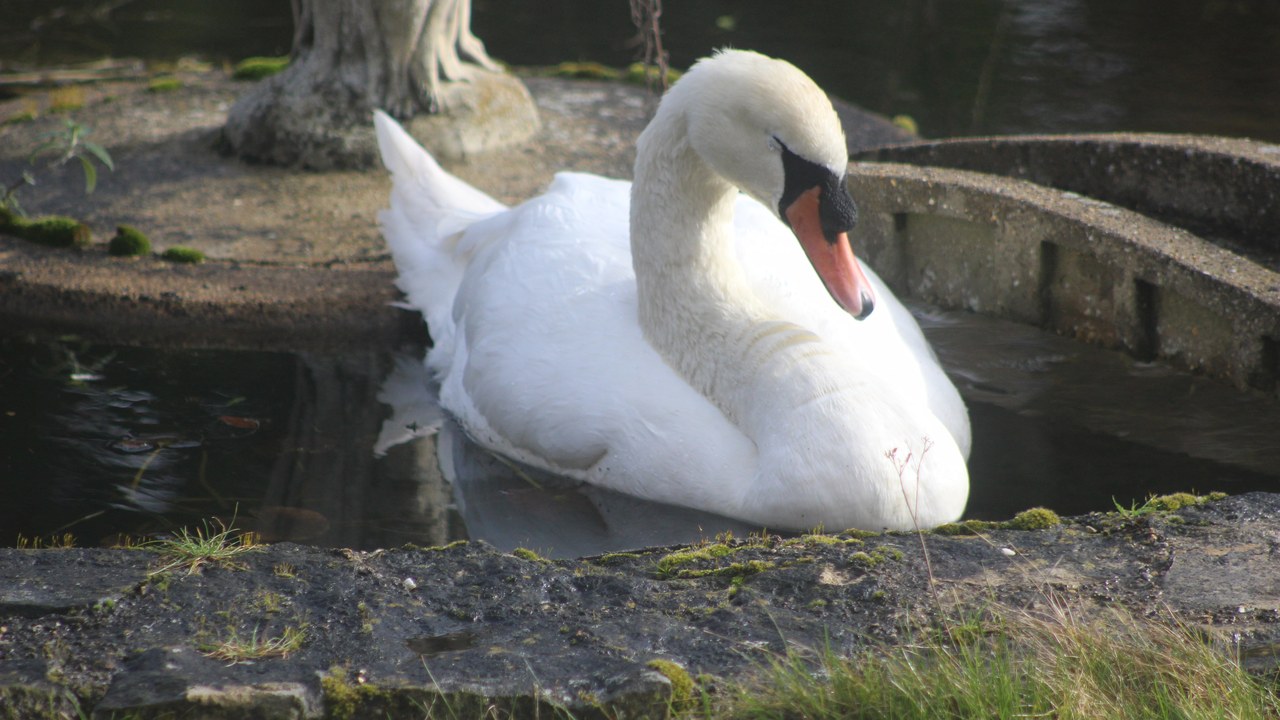 Mute swan — Image Credit: BrayLockBoy - CC BY-SA 4.0/Wiki Commons