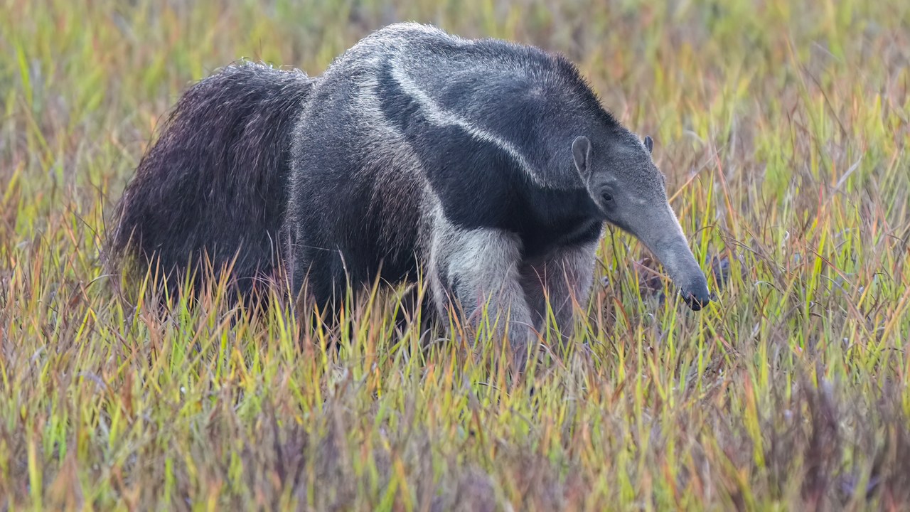 Giant anteater — Image Credit: Giles Laurent - CC BY-SA 4.0/Wiki Commons