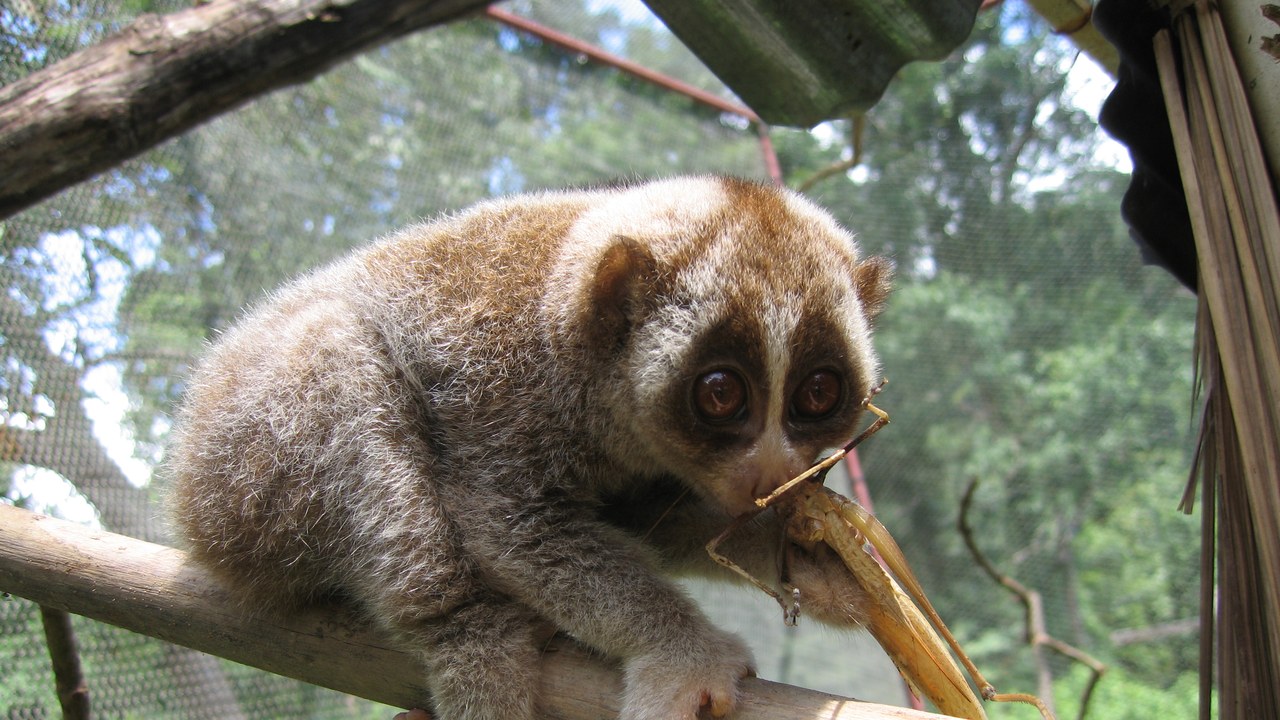 Slow loris — Image Credit: Silke Hahn at de.wikipedia - Public domain/Wiki Commons