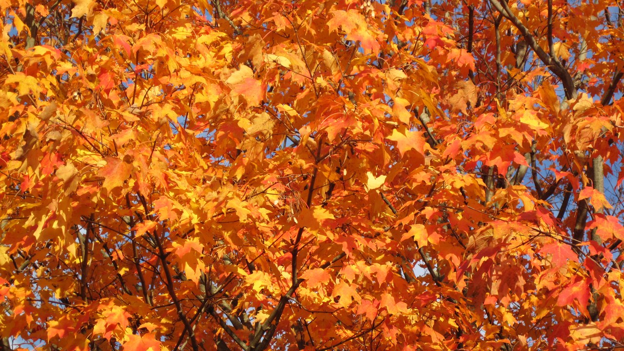 Sugar maple — Image Credit: James St. John - CC BY 2.0/Wiki Commons