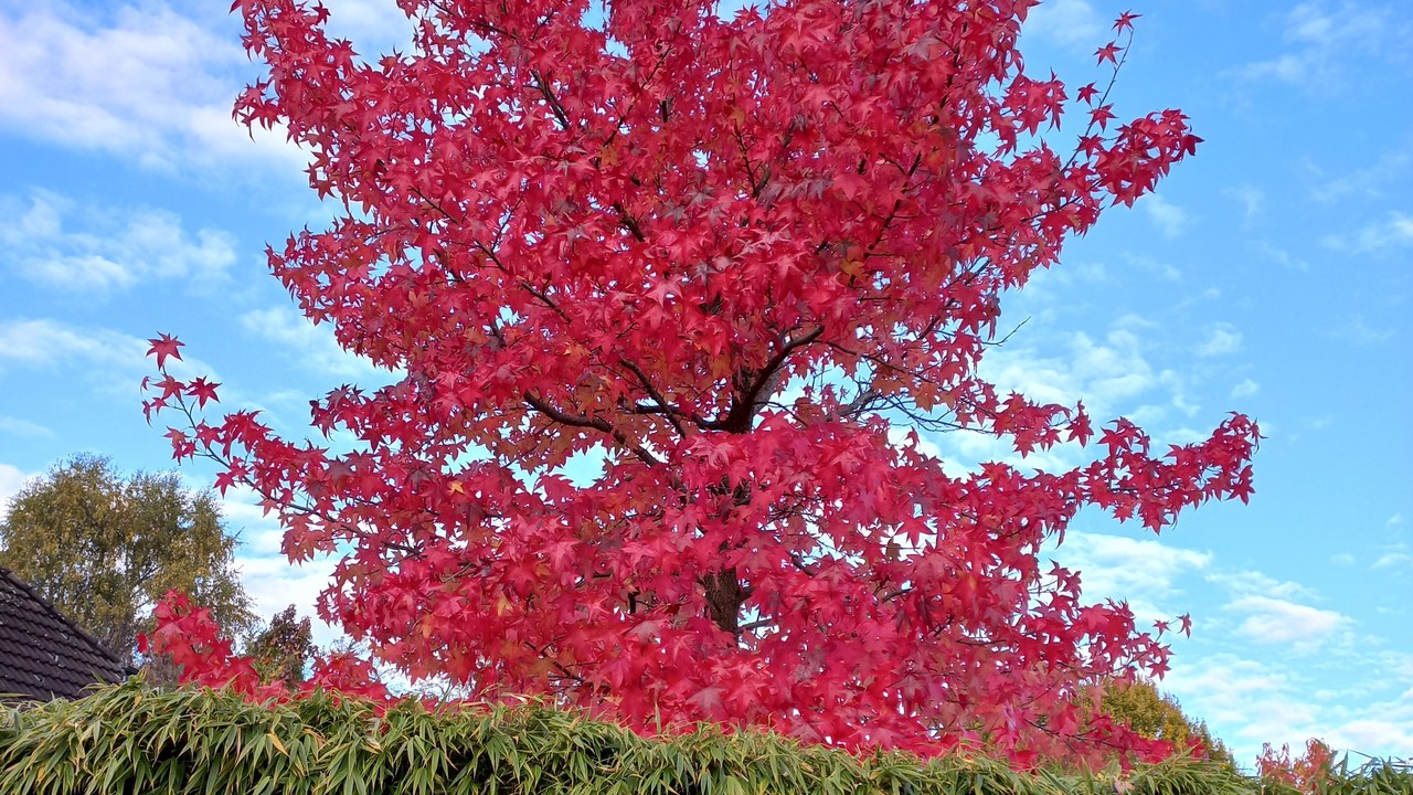 Red maple — Image Credit: Asurnipal - CC BY-SA 4.0/Wiki Commons
